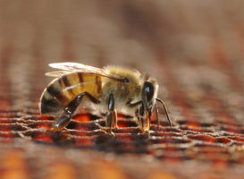 Teabepäev seenior-mesinikele