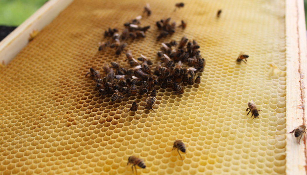 Sipelghappelappidega varroosi tõrje propageerimine