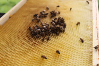 Sipelghappelappidega varroosi tõrje propageerimine